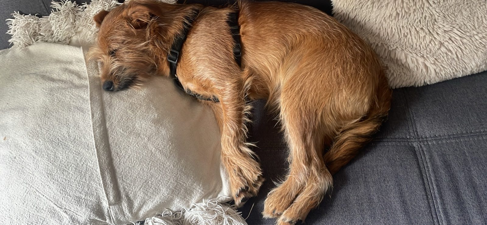 Donne chiot mâle 8 mois. 7 kilos. Vacciné, stérilisé. Très gentil. Maison avec jardin – Chien / Chiot à donner à Algrange (57)