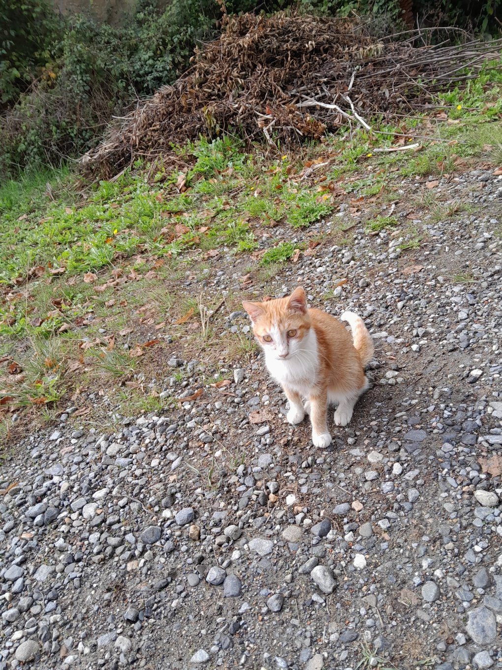 Donne grand chaton roux et blanc – Chat / Chaton à donner à Abère (64160) (64) (photo 2)