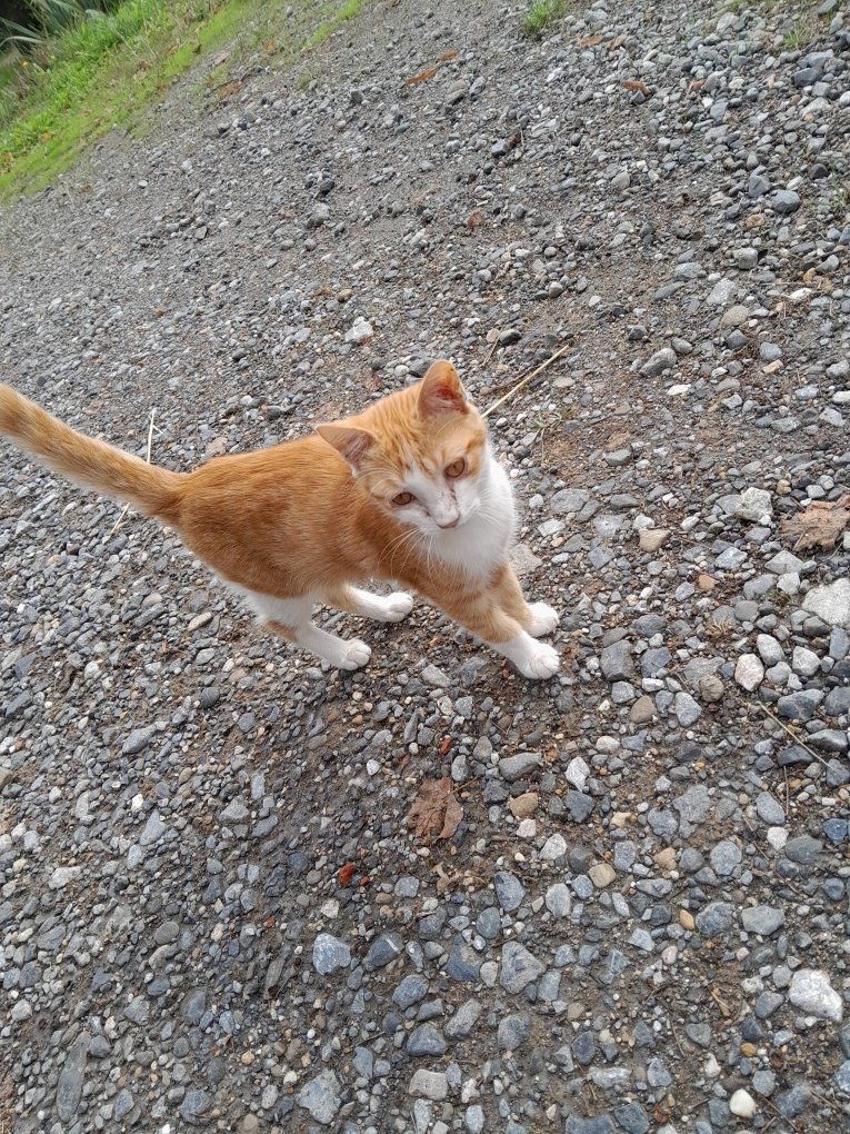Donne grand chaton roux et blanc – Chat / Chaton à donner à Abère (64160) (64)