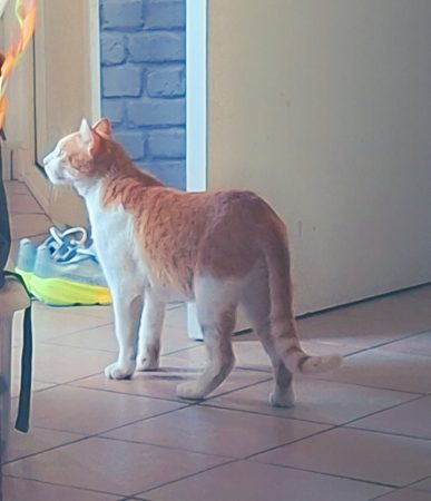 Donne jeune chat adulte