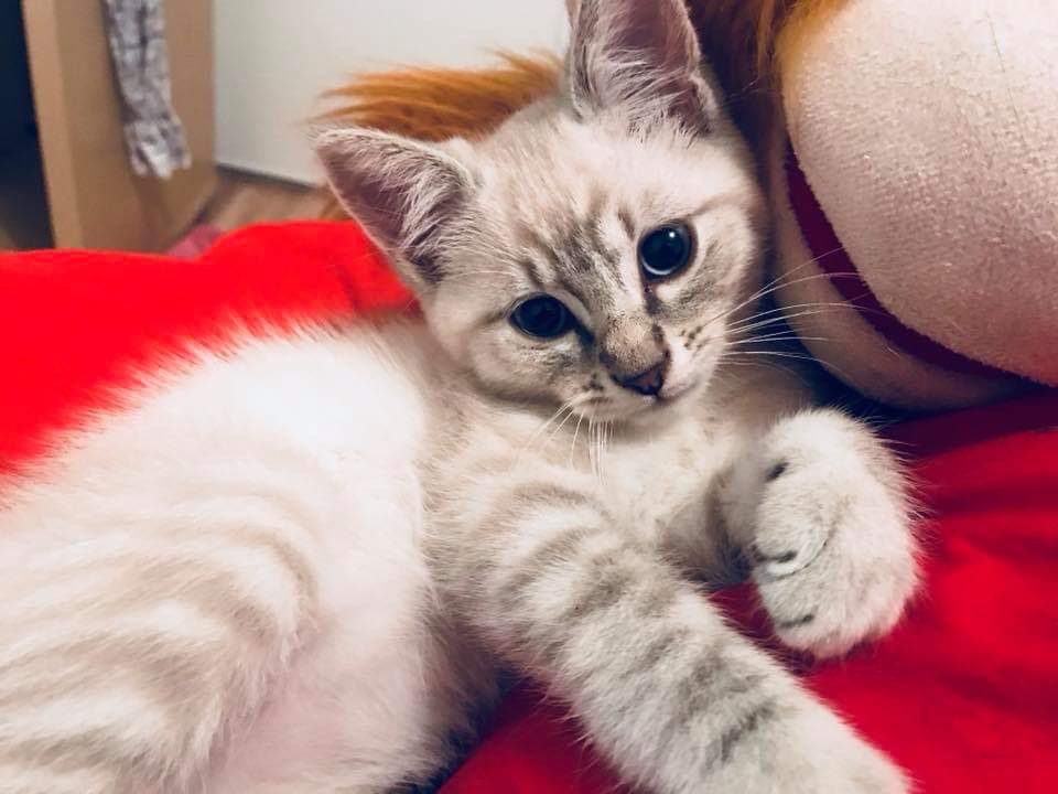 Donne jeune Chat de cinq ans Donne jeune Chat de cinq ans – Chat / Chaton à donner à Rochefort (17) (photo 2)