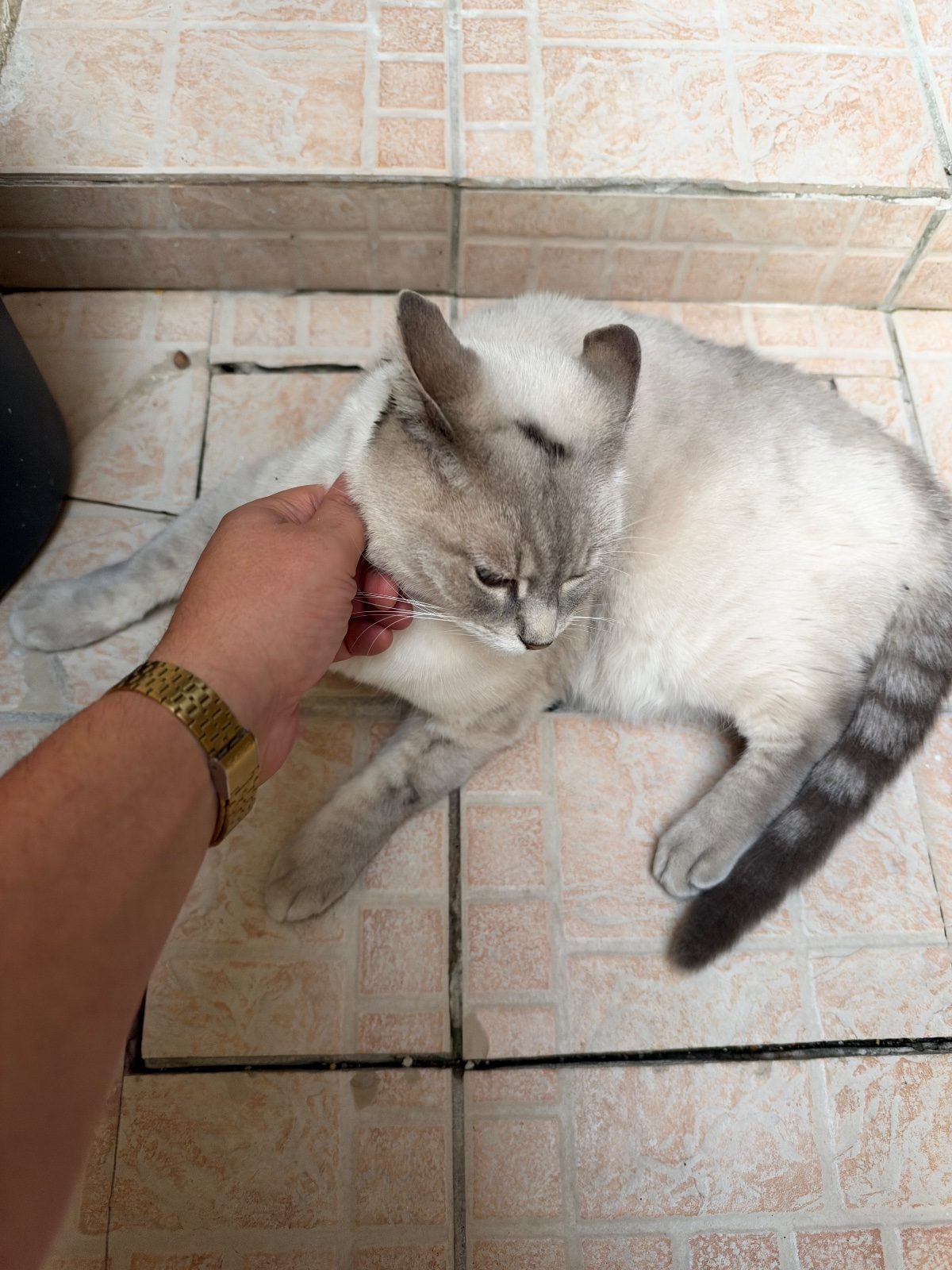Donne jeune Chat de cinq ans Donne jeune Chat de cinq ans – Chat / Chaton à donner à Rochefort (17) (photo 3)