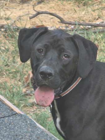 Donne Labrador croisée boxer