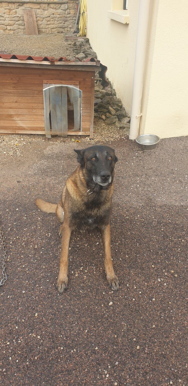 Donne malinois 7 ans Pouky – Chien / Chiot à donner à Beaulieu (21)