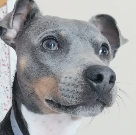 Donne Terrier Brésilien 5 ans