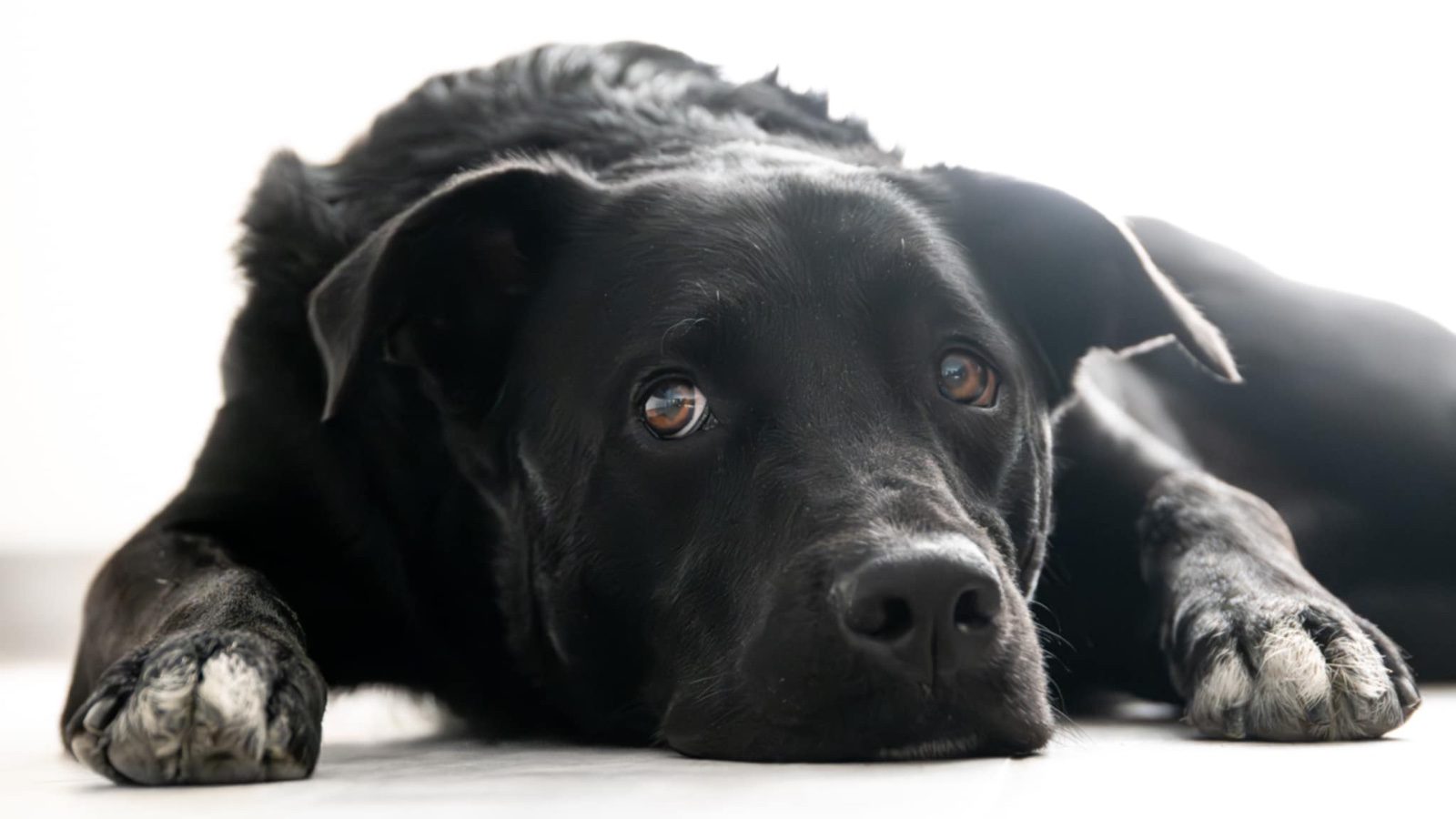 Donne Tokyo 4 ans male labrador x border collie – Chien / Chiot à donner à Valleroy (54)