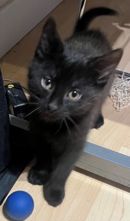 DONNES CHATONS