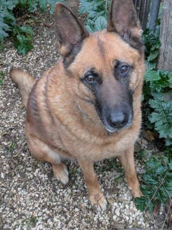 ,Donnons berger belge.. Vu notre âge nous ne pouvons plus lui donner tout l'amour quelle mérite. Stérilisée, pucée,vacci – Chien / Chiot à donner à Villeneuve De La Raho (66)
