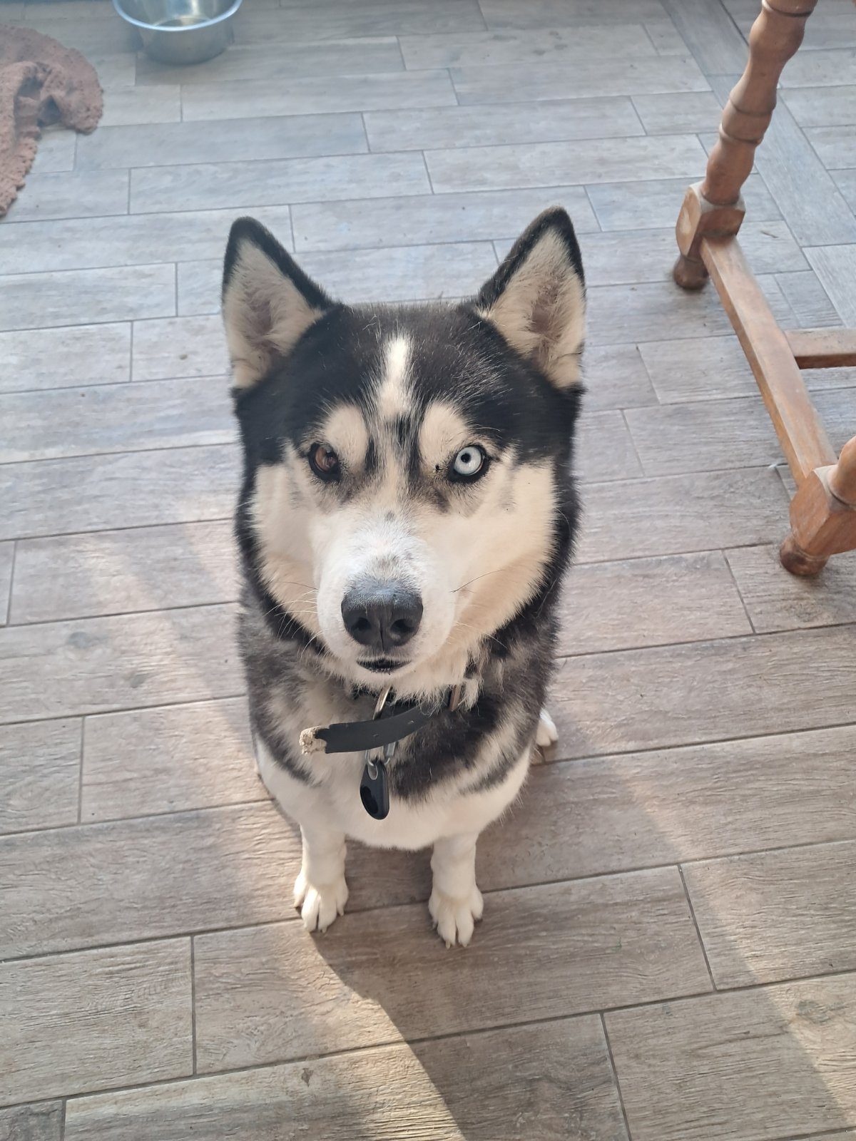 Je donne mon husky car je suis muté a l'étranger mes parents ne peuvent pas le garder il ont déjà un autre Mal Je donne mon husky car je suis muté a l'étranger mes parents ne peuvent pas le garder il ont déjà un autre Mal – Chien / Chiot à donner à Anche (37) (photo 2)