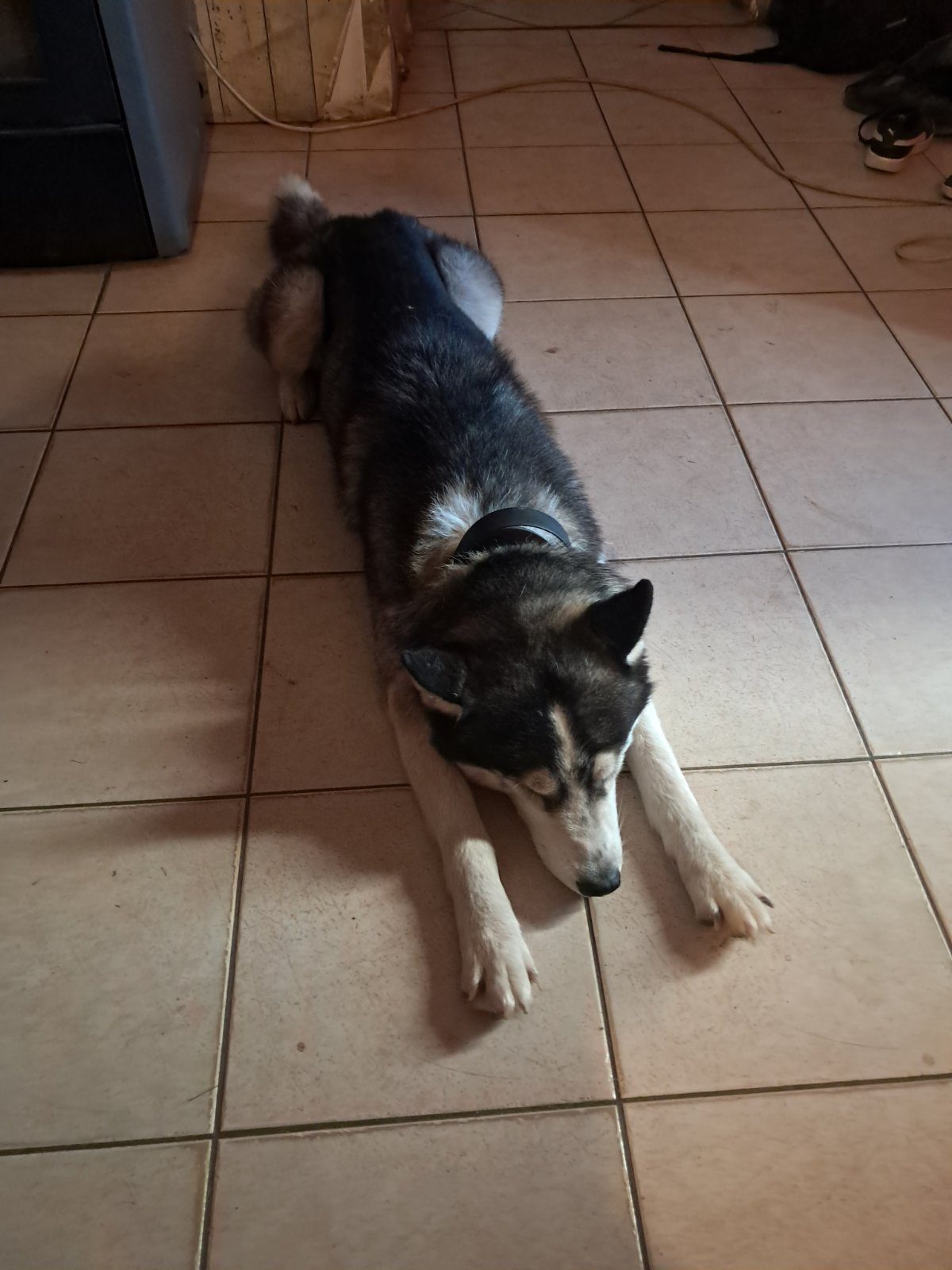 Je donne mon husky car je suis muté a l'étranger mes parents ne peuvent pas le garder il ont déjà un autre Mal – Chien / Chiot à donner à Anche (37)