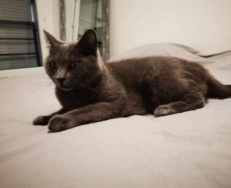 Jolie chat ,yeux verts et rond, pelage très doux et gris foncé