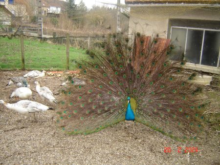 Paon nigripène Paon nigripène – Autre animal à vendre à St.andré En Morvan (58) (photo 3)