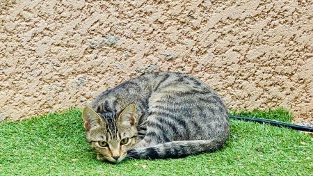 Petite Chatte 5 mois - Diadème