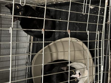 Place chaton mâle de 5 mois craintif mais joueur et câlin – Chat / Chaton à adopter à Cirey Sur Vezouze (54)