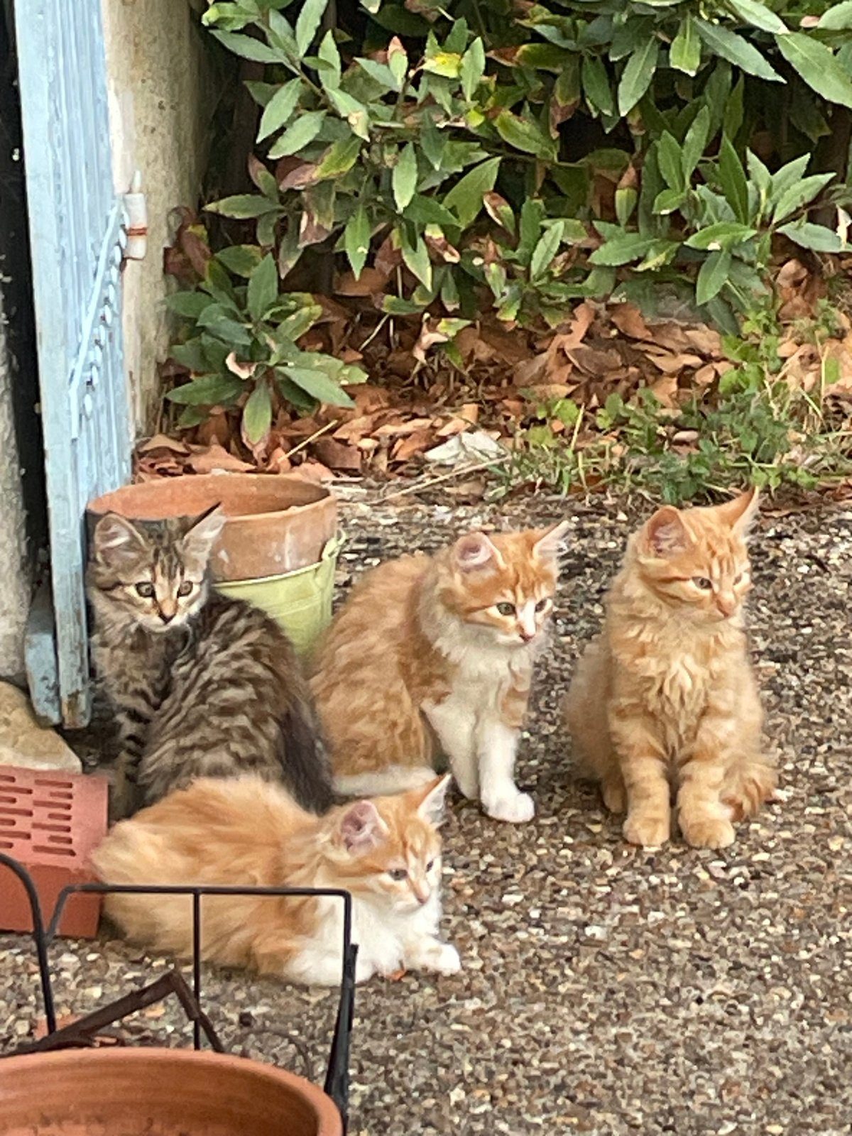 Portée de chatons à donner – Chat / Chaton à donner à Ceton (61)