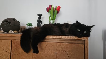 Recherche une nouvelle famille pour ma ch