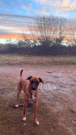 Sky, Malinois croisé Boxer, 3 ans