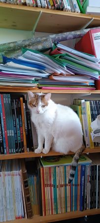 Suite à décès donne chatte neuf ans un peu sauvage mais affectueuse