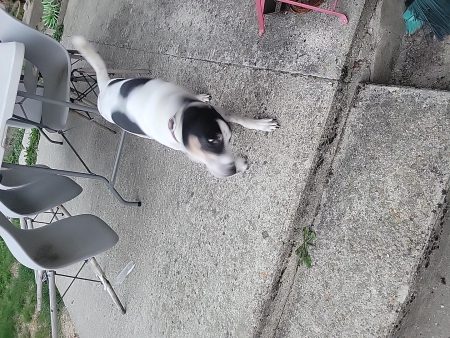 Urgent pour mon loulou Urgent pour mon loulou – Chien / Chiot à donner à Mareuil Sur Ourcq (60) (photo 2)