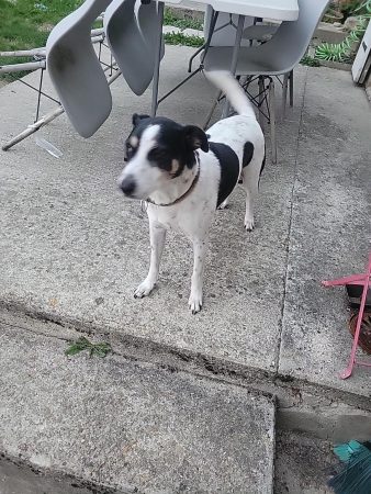 Urgent pour mon loulou Urgent pour mon loulou – Chien / Chiot à donner à Mareuil Sur Ourcq (60) (photo 3)