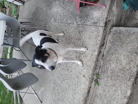 Urgent pour mon loulou Urgent pour mon loulou – Chien / Chiot à donner à Mareuil Sur Ourcq (60)