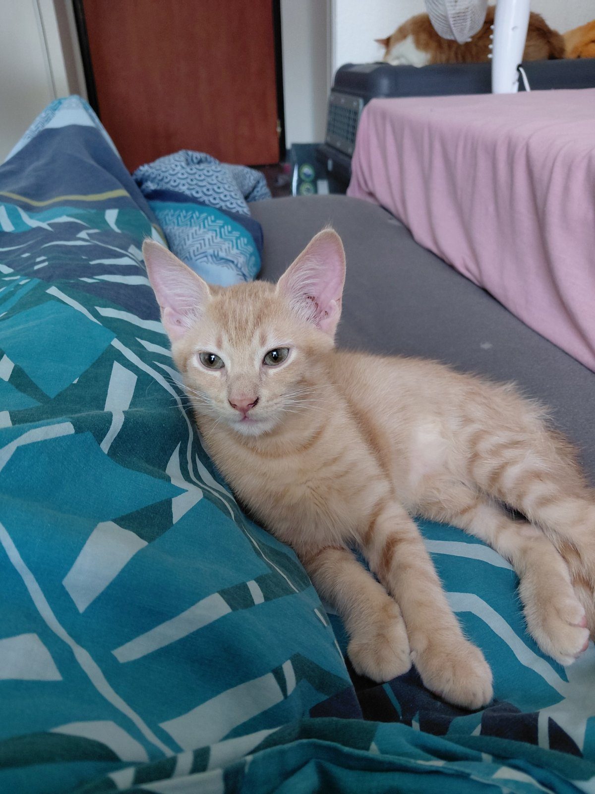 Vend chaton roux de 3 mois Vend chaton roux de 3 mois – Chat / Chaton à vendre à Montpellier (34) (photo 2)