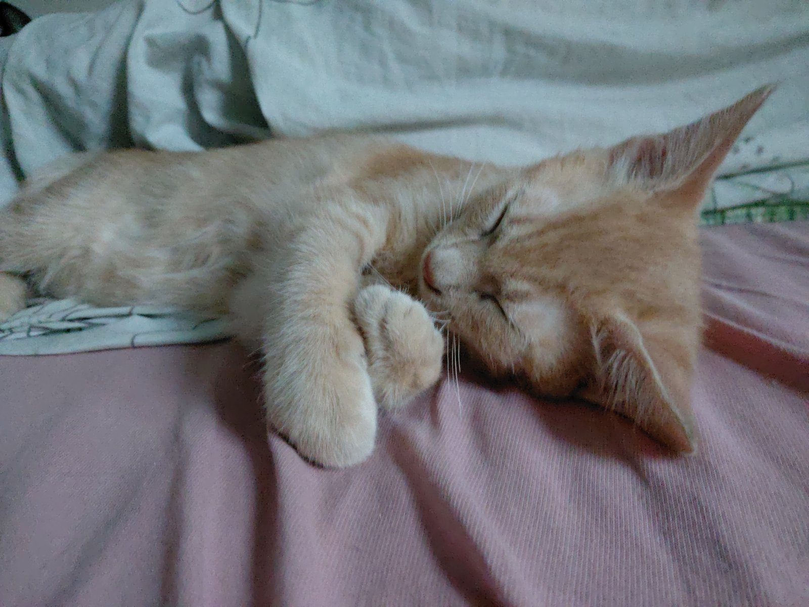 Vend chaton roux de 3 mois Vend chaton roux de 3 mois – Chat / Chaton à vendre à Montpellier (34) (photo 3)