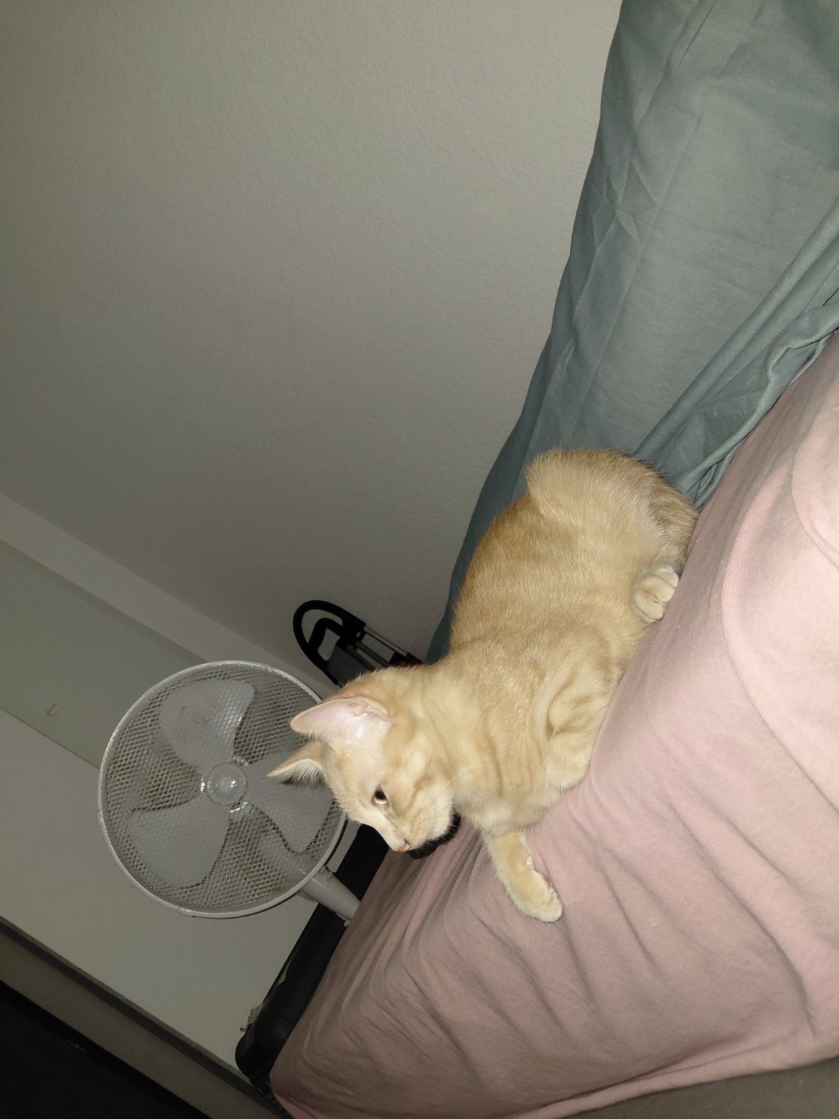 Vend chaton roux de 3 mois – Chat / Chaton à vendre à Montpellier (34)