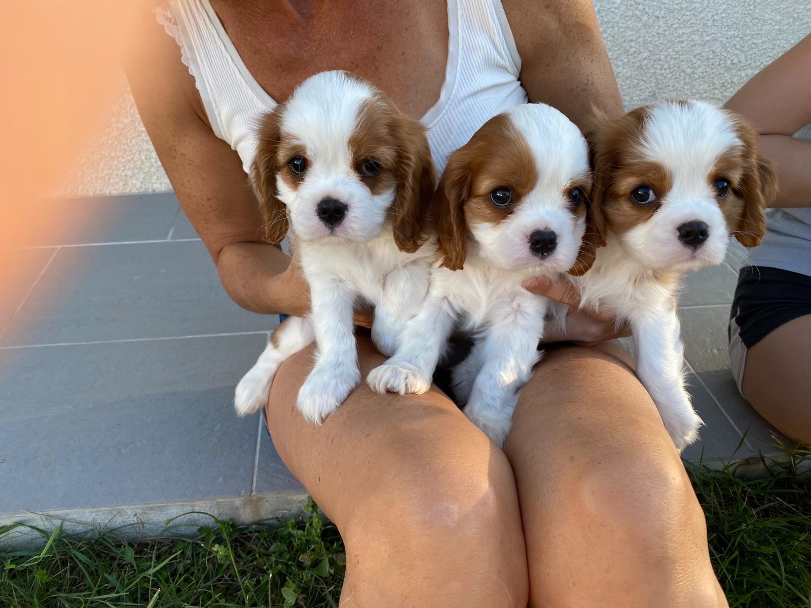 Vends Cavalier King Charles – Chien / Chiot à vendre à Tercis Les Bains (40)