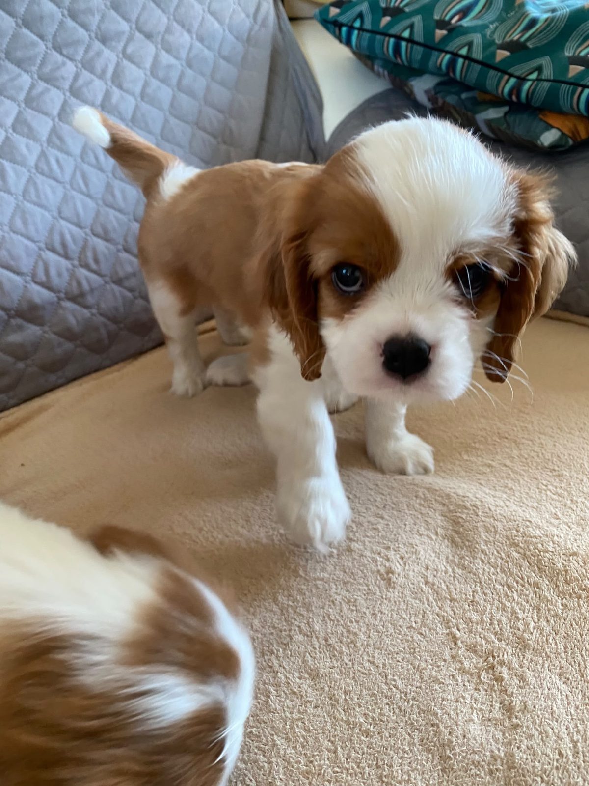 Vends Cavalier King Charles Vends Cavalier King Charles – Chien / Chiot à vendre à Tercis Les Bains (40) (photo 3)