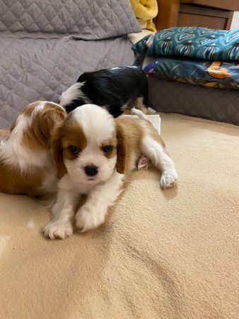 Vente – Chien / Chiot à vendre à Tercis Les Bains (40) (photo 2)